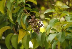 Ligustrum lucidum