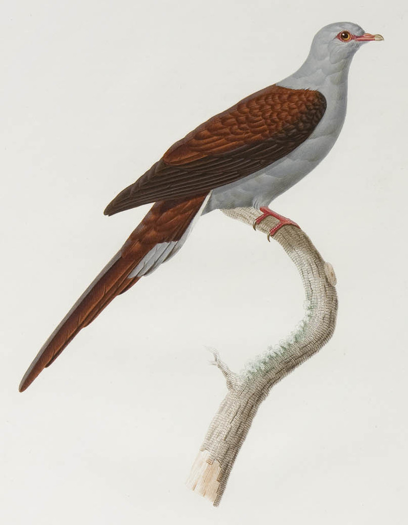 Great Cuckoo-Dove