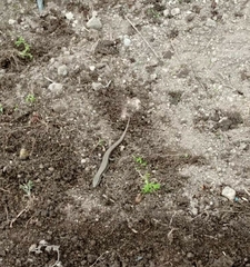 Pholidobolus montium