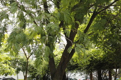 Albizia niopoides
