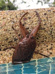 Lethocerus collosicus