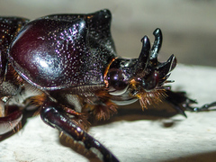 Homophileurus luedeckei