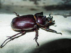 Homophileurus luedeckei