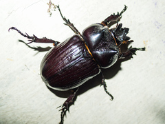 Homophileurus luedeckei