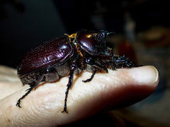 Homophileurus luedeckei