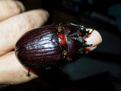 Homophileurus luedeckei