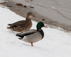 Anas platyrhynchos