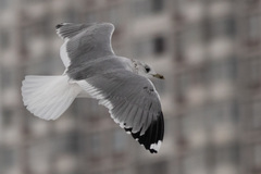 Larus canus