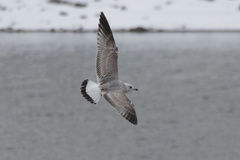 Larus canus