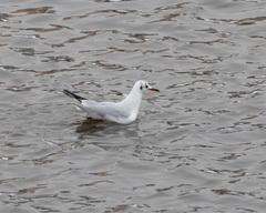 Chroicocephalus ridibundus