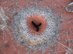 Polyrhachis macropus