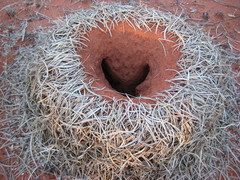 Polyrhachis macropus