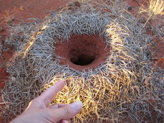 Polyrhachis macropus