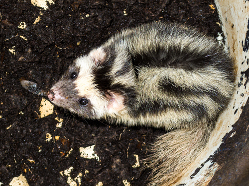 Pygmy Spotted Skunk