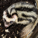Pygmy Spotted Skunk - Photo (c) Cheryl Harleston López Espino, some rights reserved (CC BY-NC-ND), uploaded by Cheryl Harleston López Espino