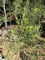 Callitris glaucophylla