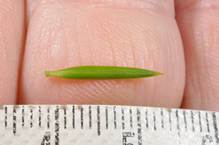 Podocarpus acutifolius