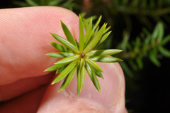 Podocarpus acutifolius
