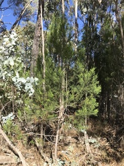 Callitris glaucophylla