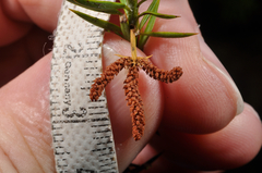 Podocarpus acutifolius