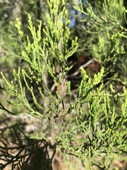 Callitris glaucophylla