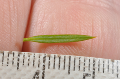 Podocarpus acutifolius