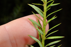Podocarpus acutifolius