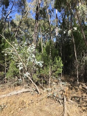 Callitris glaucophylla