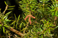 Podocarpus acutifolius