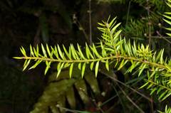 Podocarpus acutifolius