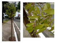 Cinnamomum verum