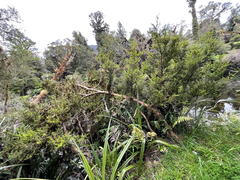 Podocarpus acutifolius