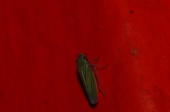 Xyphon reticulatum