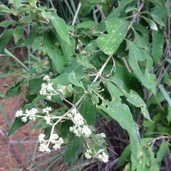 Buddleja parviflora