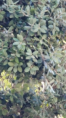 Metrosideros excelsa