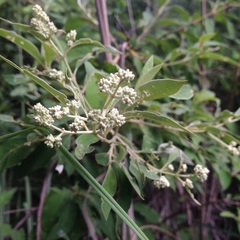 Buddleja parviflora