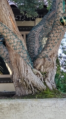 Metrosideros excelsa