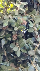 Metrosideros excelsa