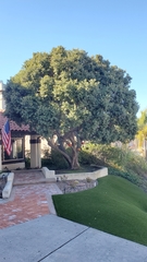 Metrosideros excelsa