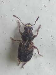 Pleosporius bullatus