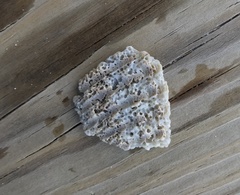 Dinocardium robustum