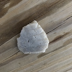 Dinocardium robustum