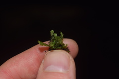 Scapania undulata