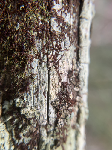 Frullania donnellii