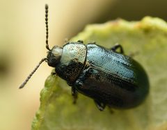 Phratora vulgatissima