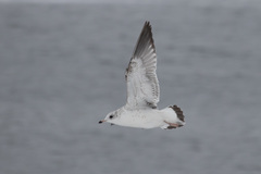 Larus canus