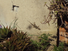 Tarentola mauritanica