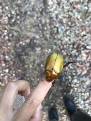 Anoplognathus viridiaeneus