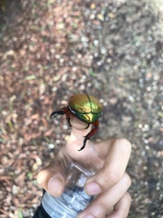 Anoplognathus viridiaeneus