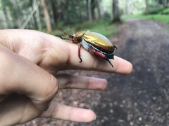 Anoplognathus viridiaeneus
